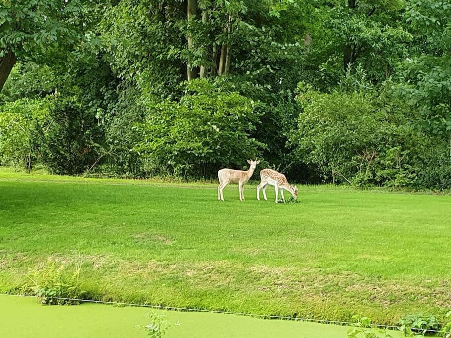 Oranjewoud Midden In De Friese Bossen Op Landgoed Princenhof מראה חיצוני תמונה